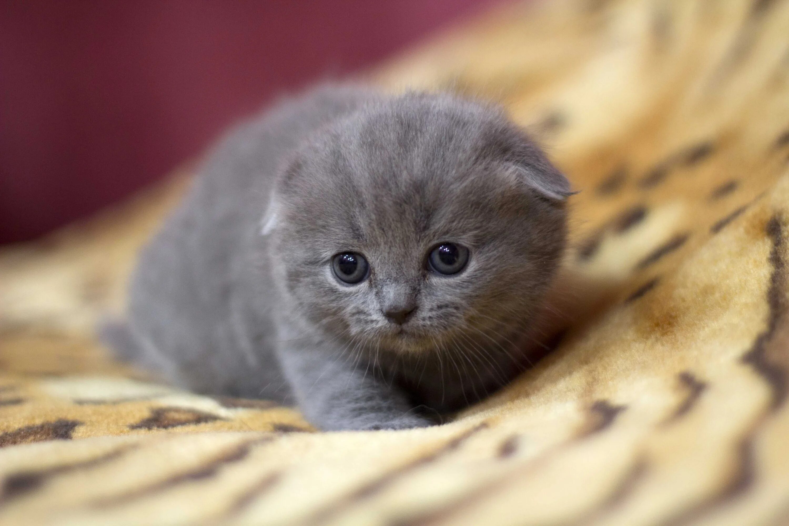 Скоттиш фолд котята. Вислоухие котята шотландцы. Маленькие котята шотландские вислоухие. Милые котята шотландские вислоухие. Вислоухая кошка маленькая.