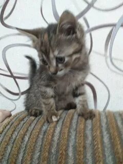 Отдам котенка киров