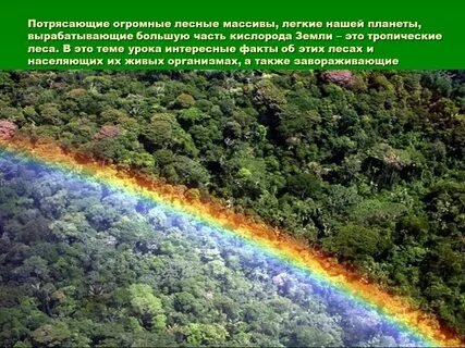 Тропические леса называют легкими планеты