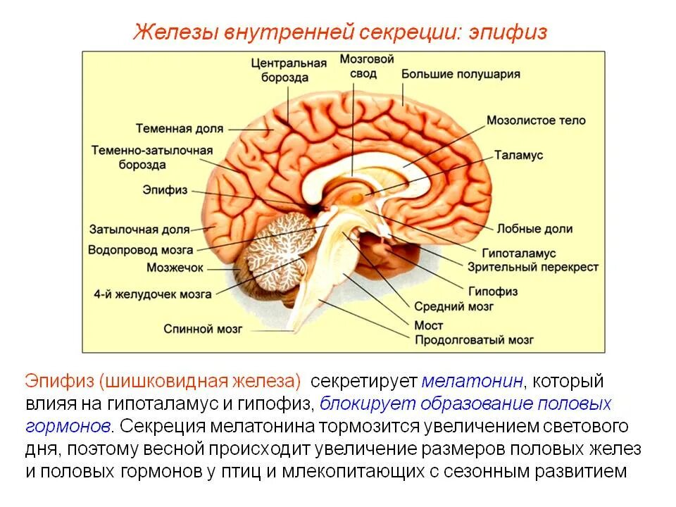 Строение головного мозга эпифиз. Таламус гипоталамус эпифиз. Функции отделов головного мозга эпифиз. Функции гипофиза и эпифиза таблица.