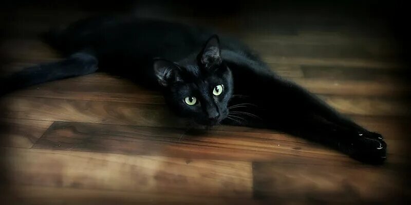 Change cat. Quotes about cats. one small cat changed coming home to the empty house to coming home.