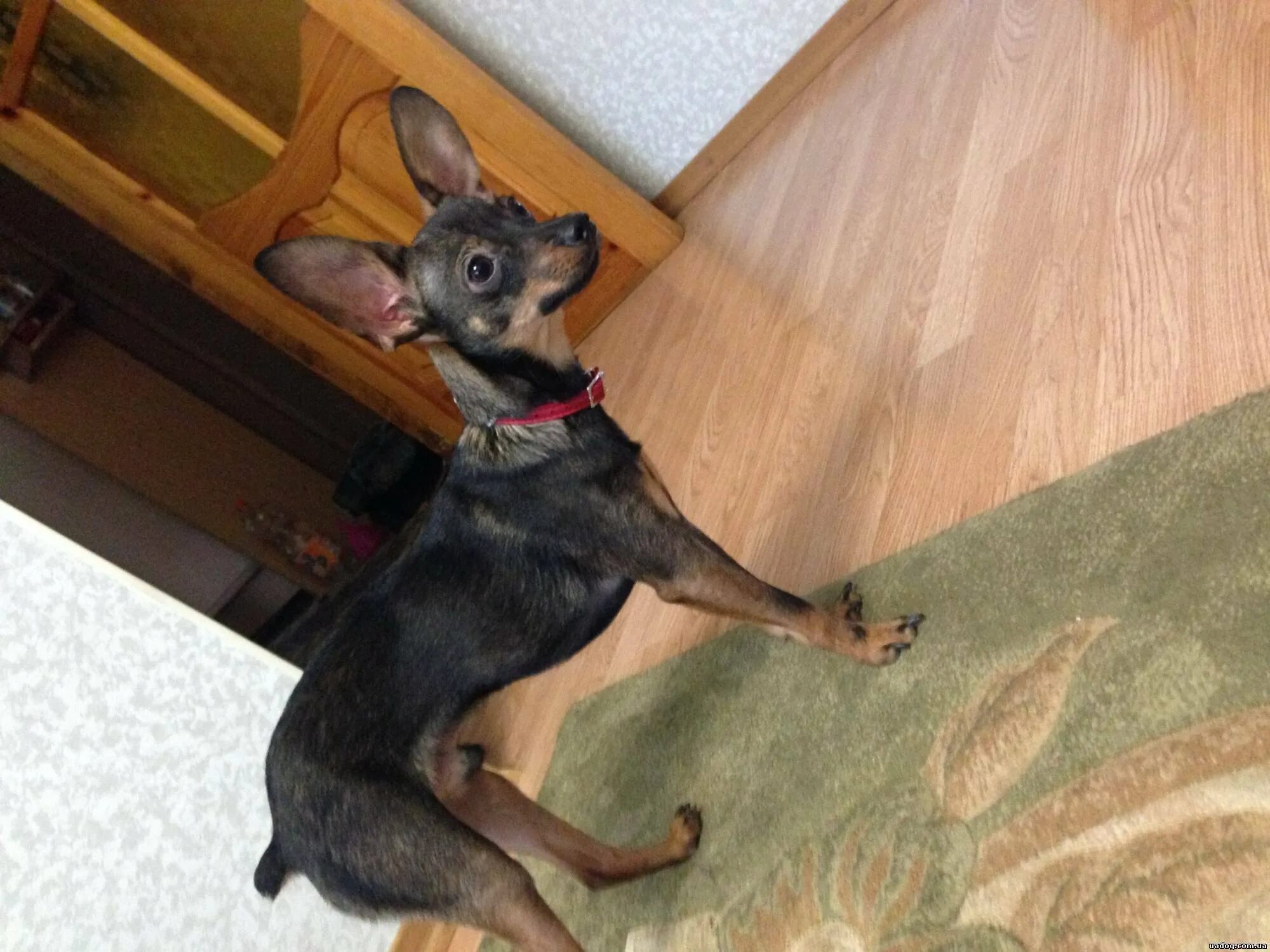 Той терьер купированный. Той терьер купировка хвоста. Пражский крысарик ратлик. Терьер рыжий гладкошерстный. Купированный той терьер.