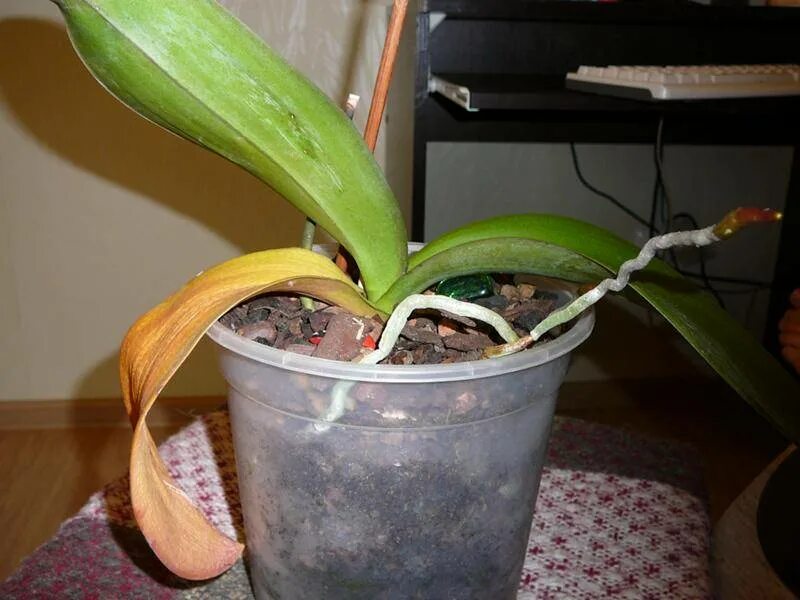 Орхидея выпускает новый лист. Растущий лист у орхидеи. Орхидея растит новый лист. Не распустившаяся Орхидея.