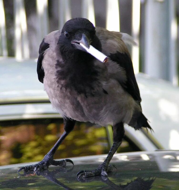 Сорока мемы. Смешные вороны. Драчливые вороны. Боровая сорока. Сорок желающий.