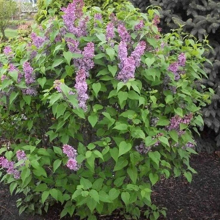 Куст с лиловыми цветками. Кустарник с фиолетовыми цветами. кустарник с сиреневыми цветами. кусты с сиреневыми цветами садовые. кустик с сиреневыми цветами.