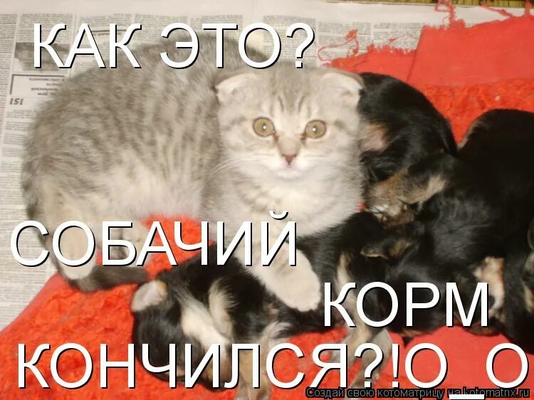 Нам очень нужен корм. Помогите кормом. Нужен корм для собак. В приюте закончился корм. У нас закончился корм картинки.