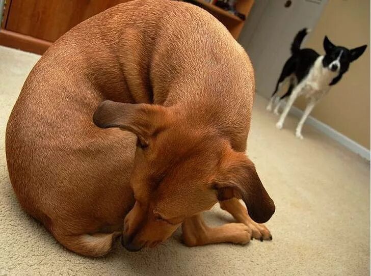 Рвота у собаки белой пеной. Собачка облизывает. Собака нюхает. Собака облизывает. Почему собаки такие милые.