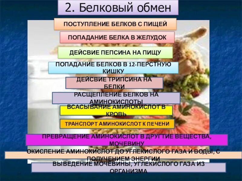 Метаболизм белков последовательность. Последовательность при метаболизме белков в организме человека. Последовательность событий при метаболизме белков. Последовательность расщепления белков. 2 белковый обмен