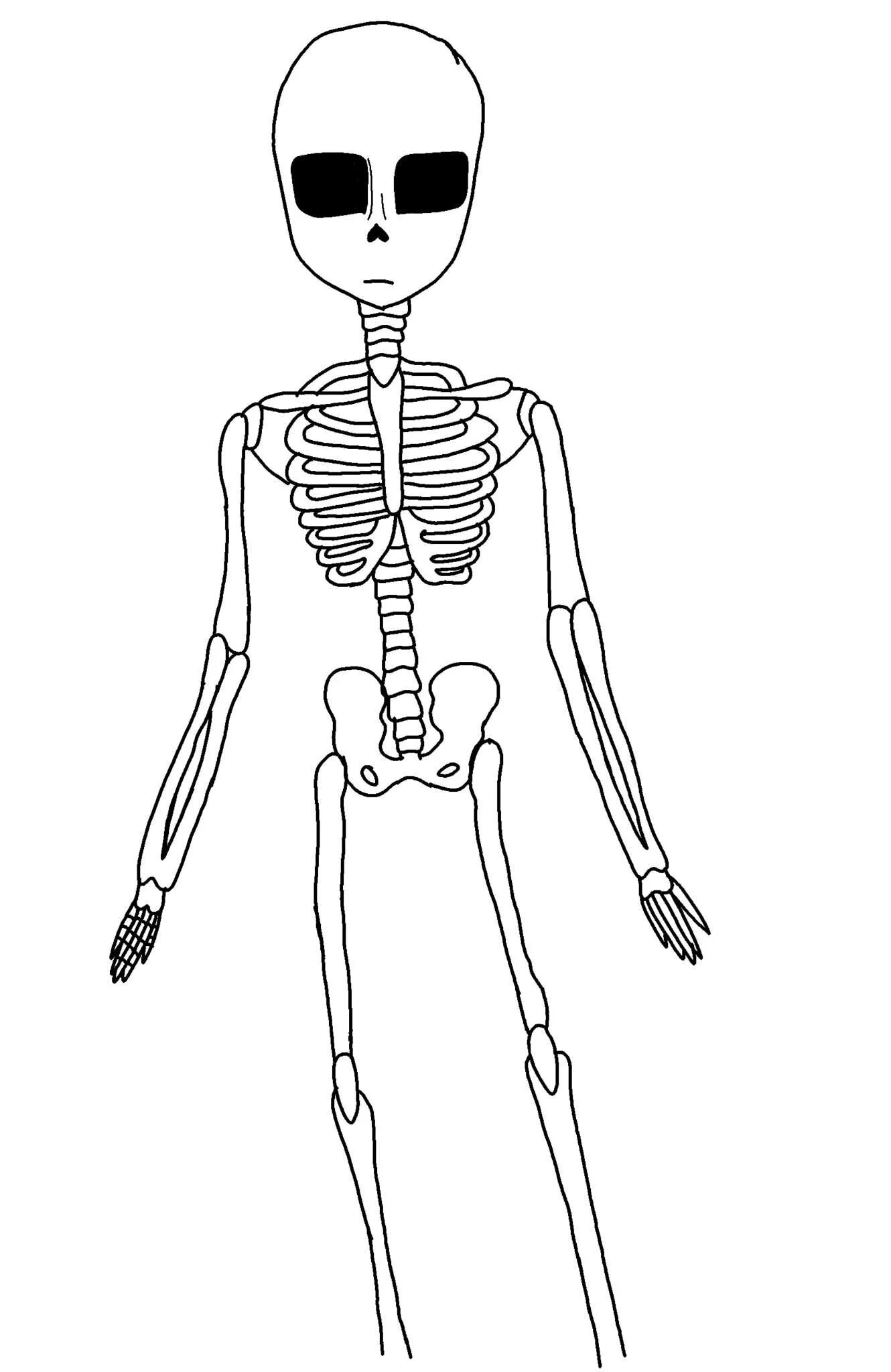 Скелет рисунок. Рисунки для срисовки скелет. Скелет референс. Скелет позы для рисования. Как рисовать скелет