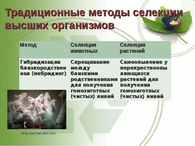 Использование методов биотехнологии в селекции. Методы селекции и биотехнологии таблица. методы селекции и биотехнологии. методы селекции животных. биотехнология это метод селекции.
