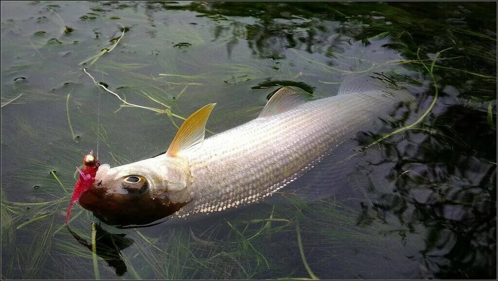 Зимние мормышки на хариуса - что лучше использовать Рыбалка Лучший отдых Дзен
