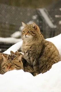 Коты выживают зимой
