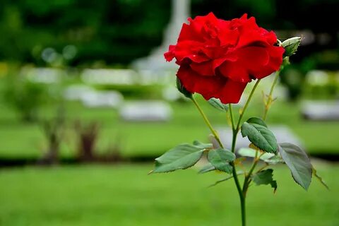 Rose but