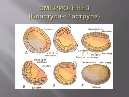 Гаструла это двухслойный зародыш однослойный зародыш