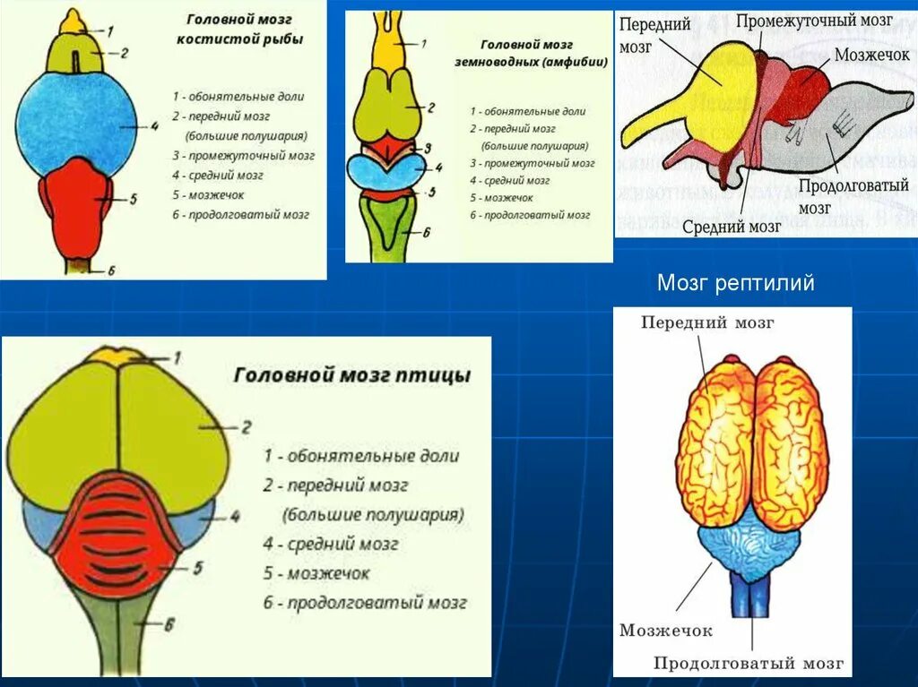 Нервная система пресмыкающихся и млекопитающих. Строение головного мозга рептилий. Схема головного мозга пресмыкающихся. Головной мозг пресмыкающегося схема. Строение головного мозга пресмыкающх.