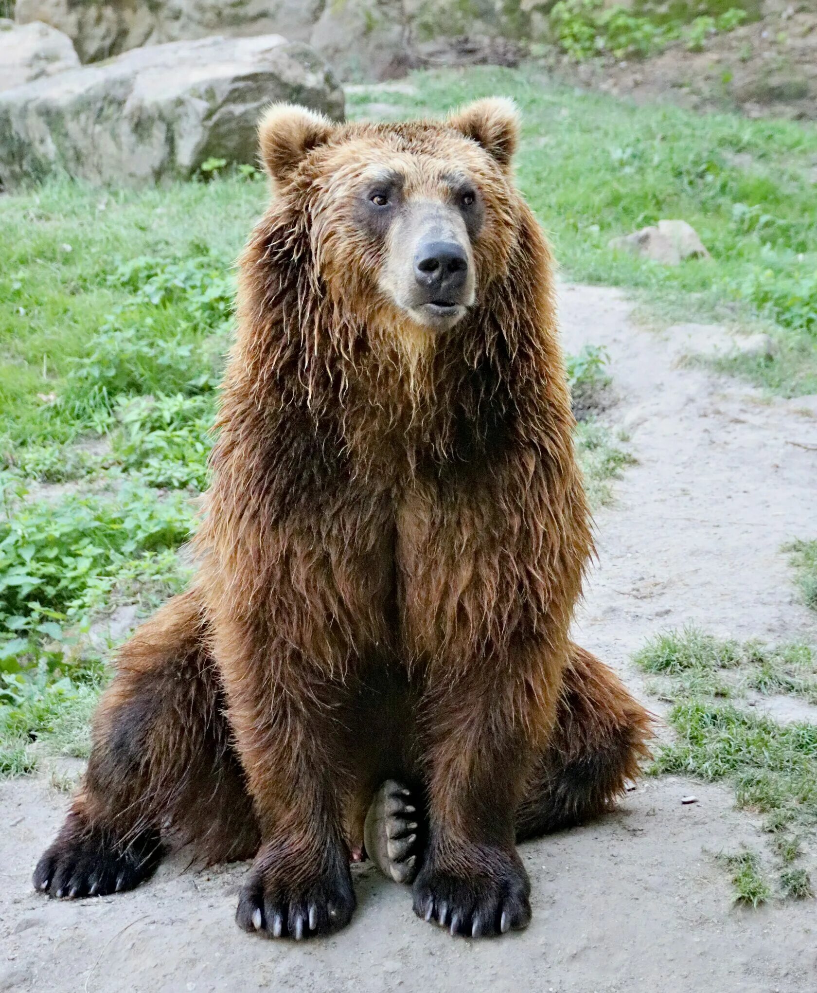 Лемур лори глаза. Пума самка. Ailuropoda melanoleuca. Бурый лемур. Медведь большой коричневый.