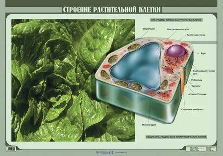 Биология материала 9