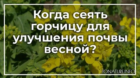 Нужно ли скашивать горчицу посаженную осенью