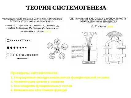 Системогенез это