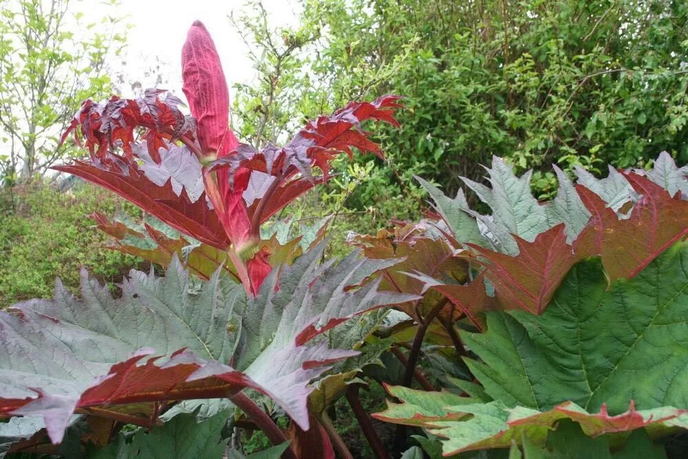 Ревень тангутский (rheum palmatum). Ревень тангутский (rheum tanguticum),. Ревень дланевидный тангутский. Rheum palmatum. Rheum palmatum.