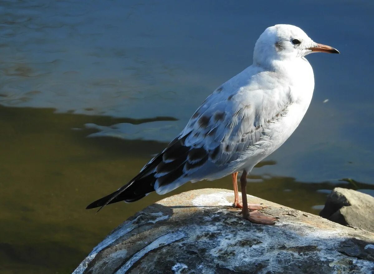 Сколько живут чайки. Озерная Чайка. Реликтовая Чайка Озёрная. Larus ridibundus. Озерная Чайка птица.