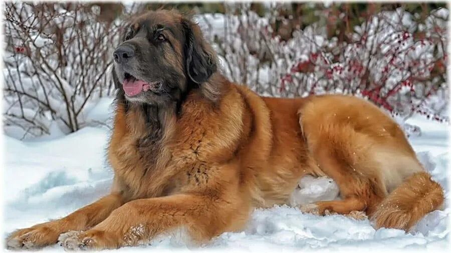 Леонбергер. Порода леонбергер описание фото. Леонбергер короткошерстный. Порода собак леонбергер. Леонбергер.