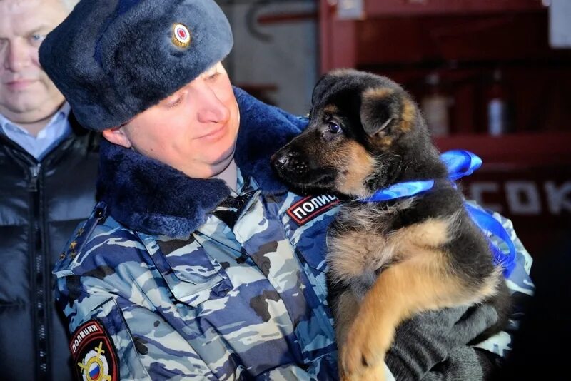 Кинолог центр. Кинологический центр метрополитена.