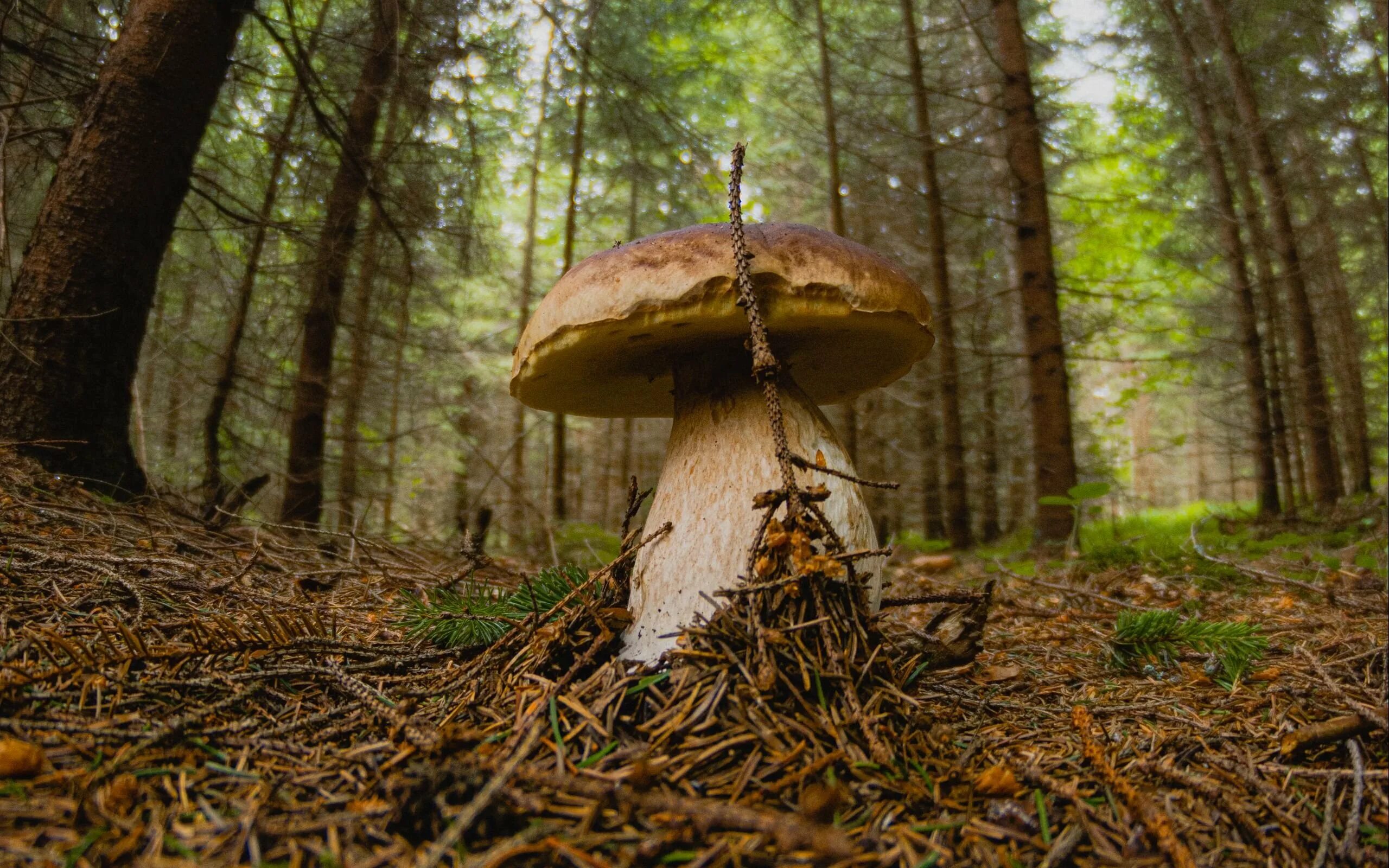 Подосиновик Боровой (Сосновый Leccinum vulpinum).. Грибы в Сосновом Бору. Красивый грибной лес. Белый гриб.