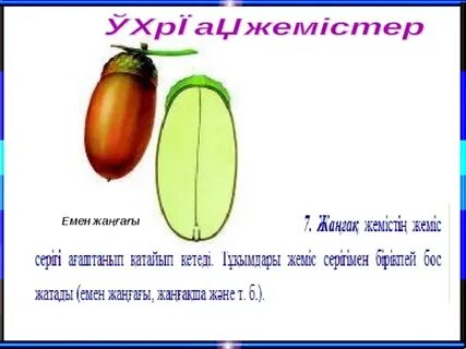 Қожайыны шошқаны сексуалдық видеоға азғырған.