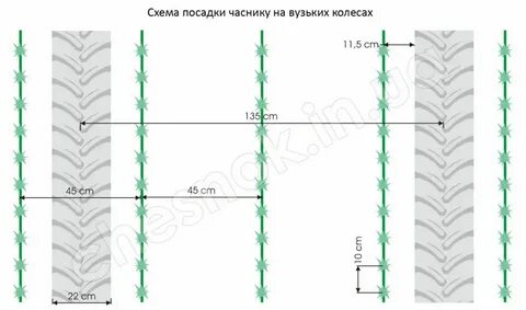Сколько чеснока надо на сотку
