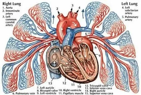 Система легочного кровообращения