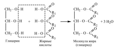 Образование жира