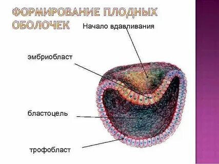 Образование тканей у зародыша