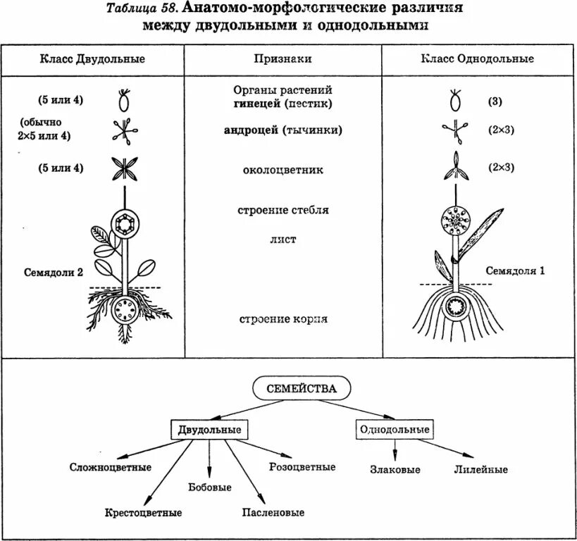 Анатомо морфологические различия между однодольными и двудольными. Анатомо-морфологические признаки это. Классы покрытосеменных Однодольные и двудольные. Отличие однодольных от двудольных.