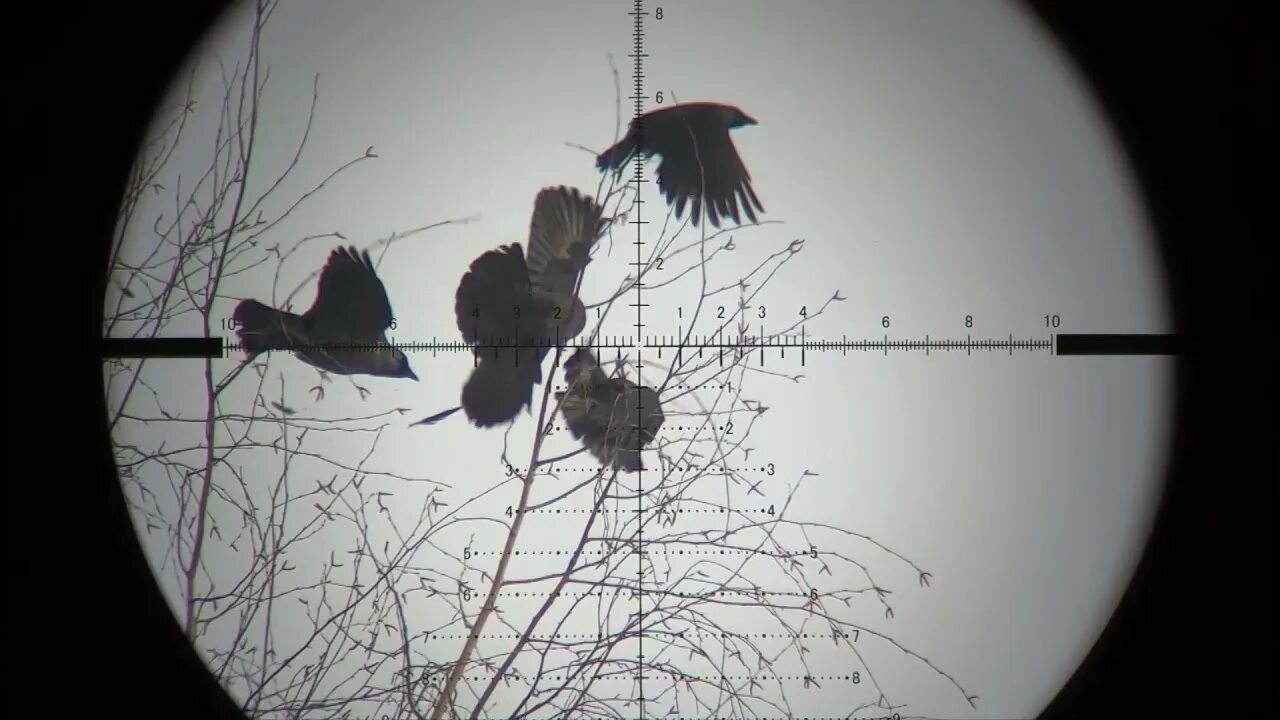 Crow hunting. Ворона кроухантинг. Crow hunting. Кроухантинг 2021 видео новое. Кроухантер нашивка.