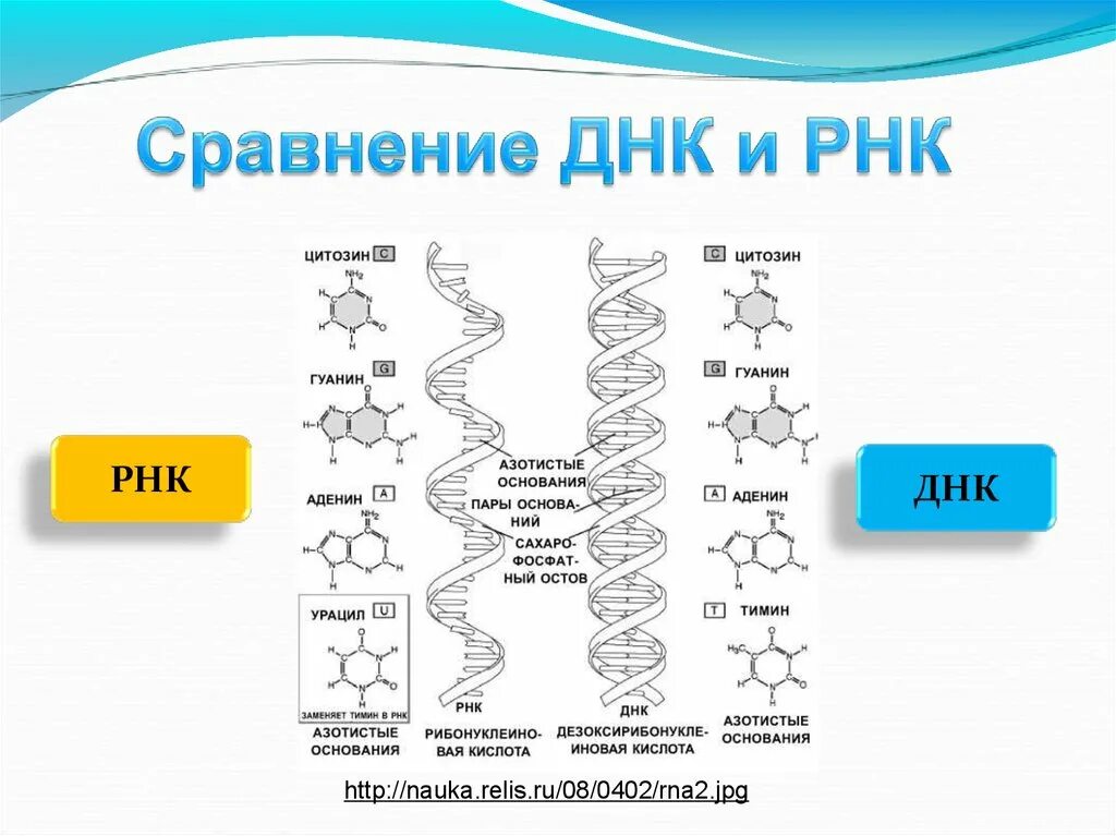 Соединения днк и рнк. Схема структуры ДНК И РНК. Схема строения ДНК И РНК схема. Нарисуйте схему строения ДНК И РНК. Схема отличий ДНК И РНК.