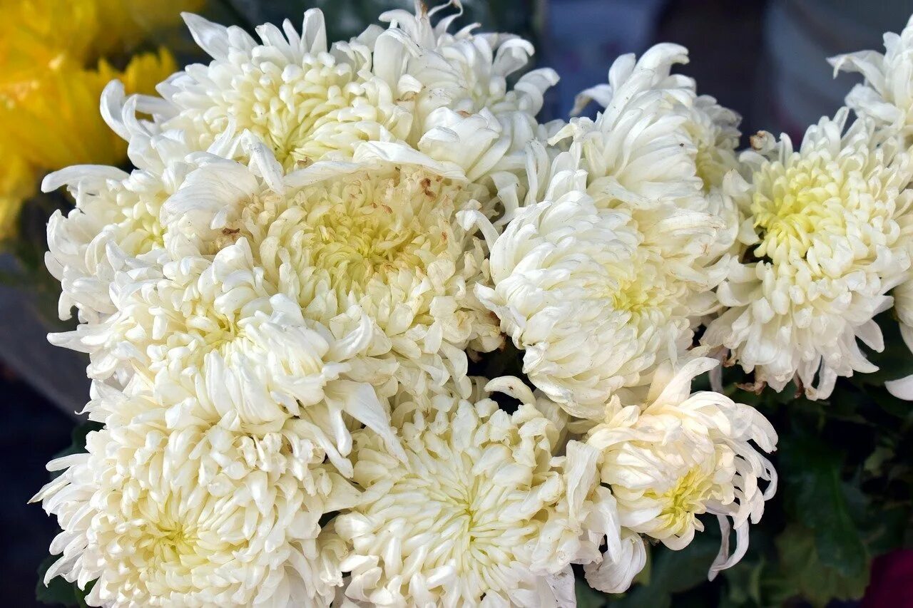 С днём рождения цветы хризантемы и рамашк. Хризантема white swan - unrooted. Женщина с хризантемами. Хризантема мэрилин уайт. Букет астр на темном фоне.