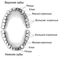 Дифференцированные зубы это какие. Дифференцированные зубы это какие