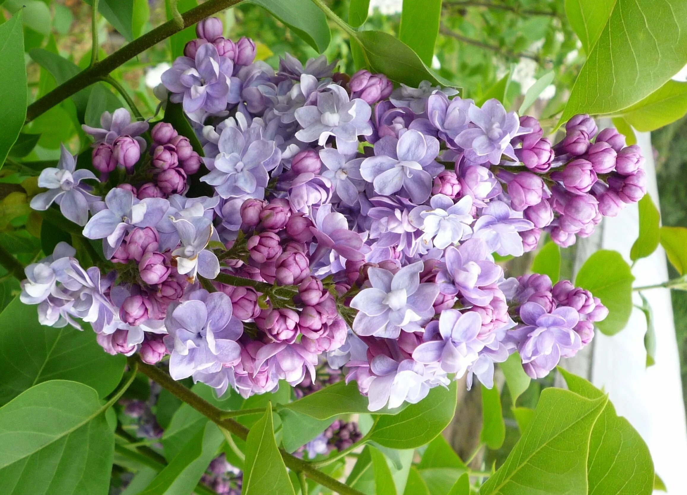 Известно что сирень обыкновенная. Сирень Victor Lemoine. Syringa vulgaris Victor Lemoine. Сирень обыкновенная колхозница.