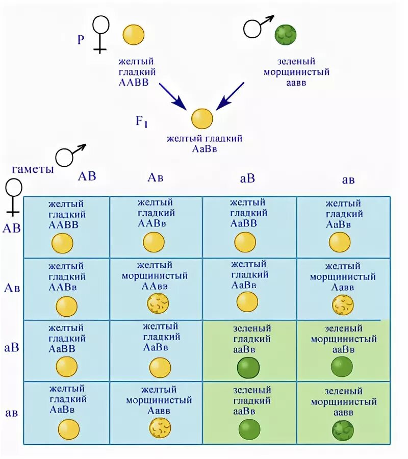 Определите генотип зеленого гладкого гороха. Принципиальная схема дигибридного скрещивания. Генотип гибридов первого поколения. Фенотип при дигибридном скрещивании. Генотип дигибридного скрещивания ААВВ И ААВВ.