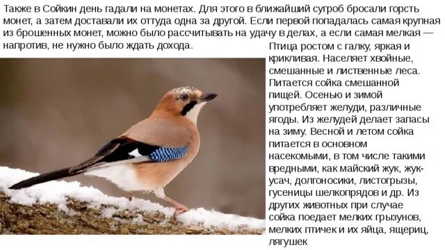 Сколько ждать сойку