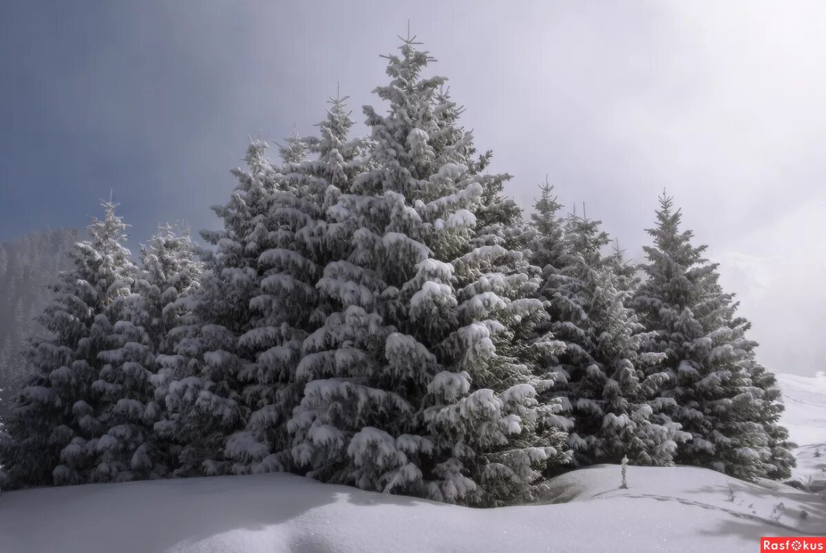 зимние ели. пушистая ель в снегу. пихта нобилис. ели в снегу. зимние деревья.