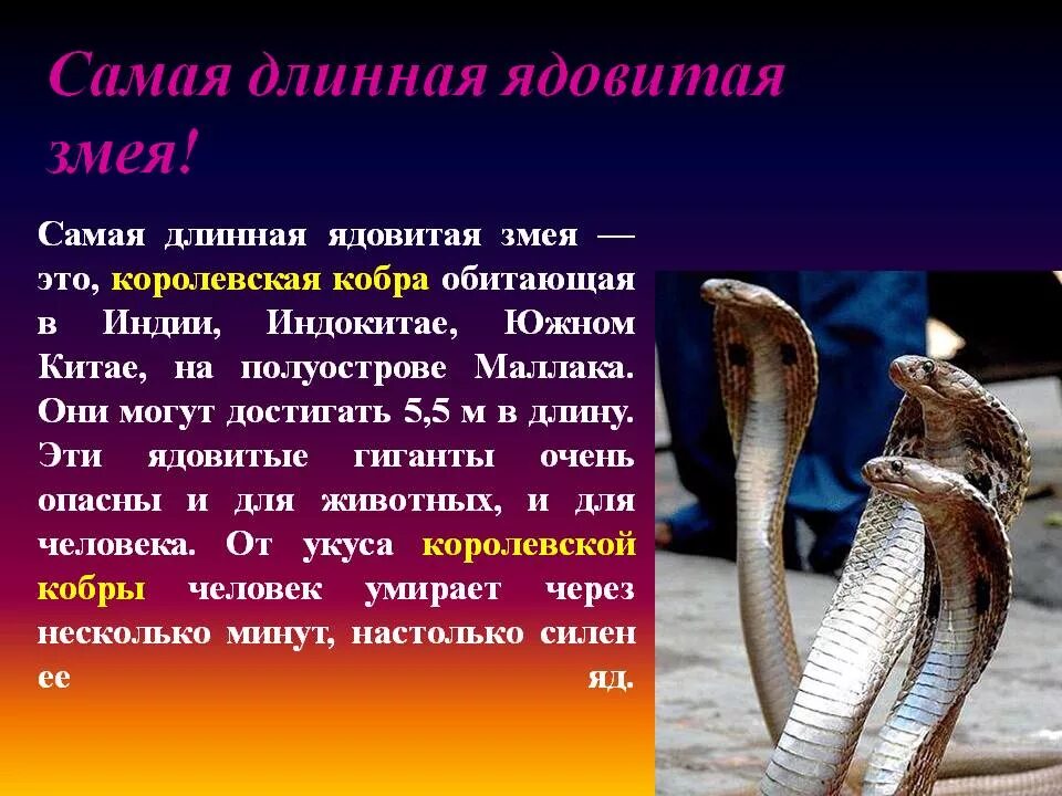 Cobra на русском. Королевская Кобра среда обитания. Королевская Кобра доклад. Доклад о змеи Королевская Кобра. Доклад о змеях.