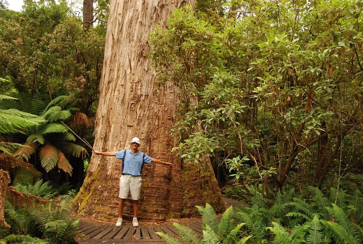 These are tall trees