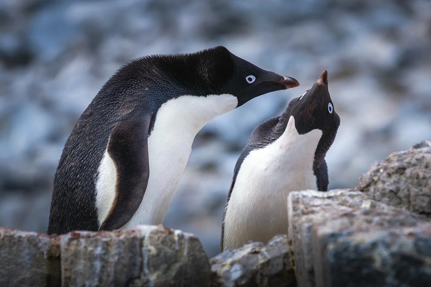 Антарктический пингвин адели. Императорский адели. Адели антарктида. Антарктический пингвин адели. Антарктический пингвин адели.