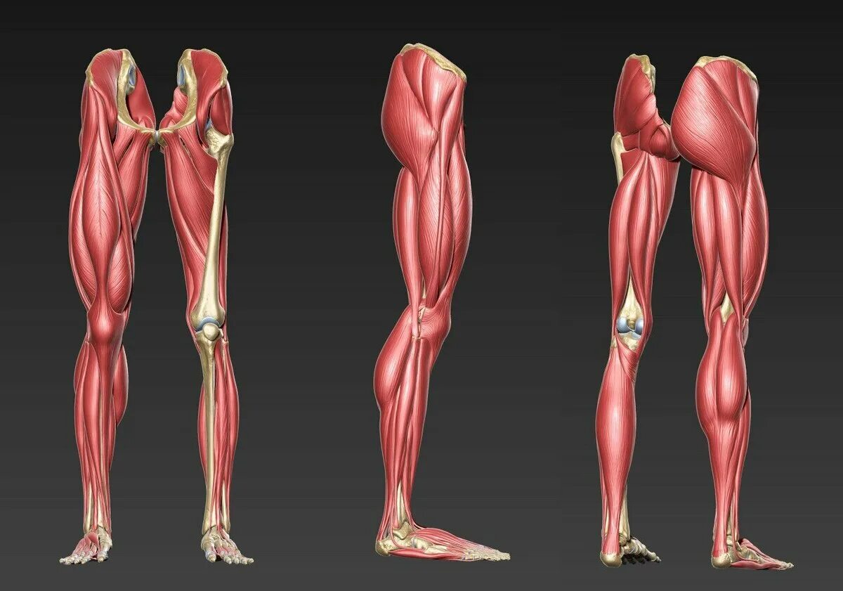 Мышцы ног человека анатомия. Мышечный скелет референс. Нога мускулатура анатомия. Строение мышц ног. Правая нога бедро мышцы