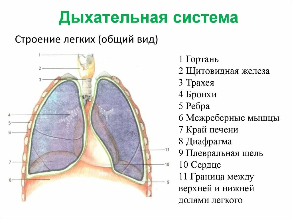 Легкие 8 класс кратко. Строение легких анатомия. Внешнее строение легких анатомия. Строение дыхательной системы.