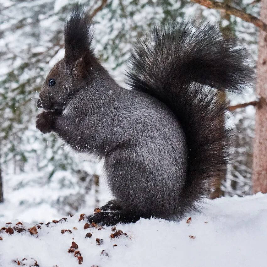 Белка серая зимой. Серая белка. Белочка зимой. Какого цвета белка зимой. Белки зимой белые бывают.
