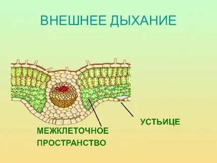 Схема растения 7 класс биология