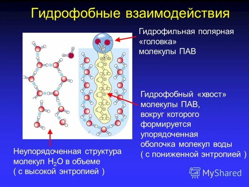 Средства гидрофильные при каких работах. Гидрофобные взаимодействия неполярных групп. Гидрофильно гидрофобные взаимодействия. Гидрофобные молекулы. Гидрофобное взаимодействие белков.